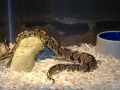 New BP!