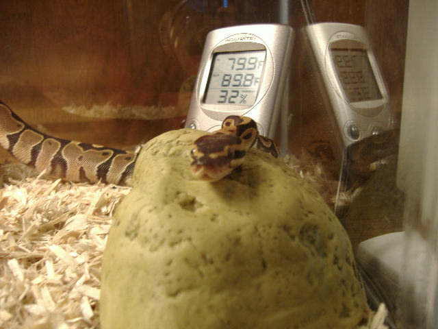 Say Cheese!!