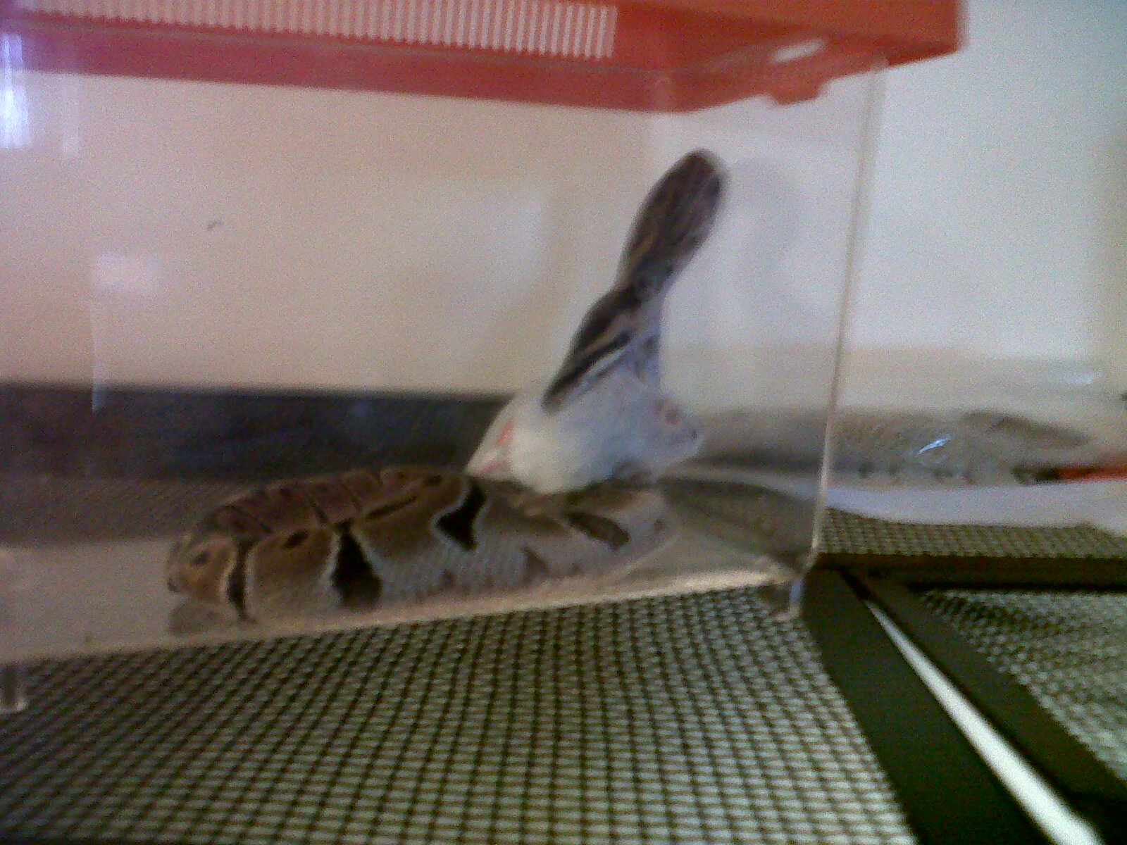 her first hopper