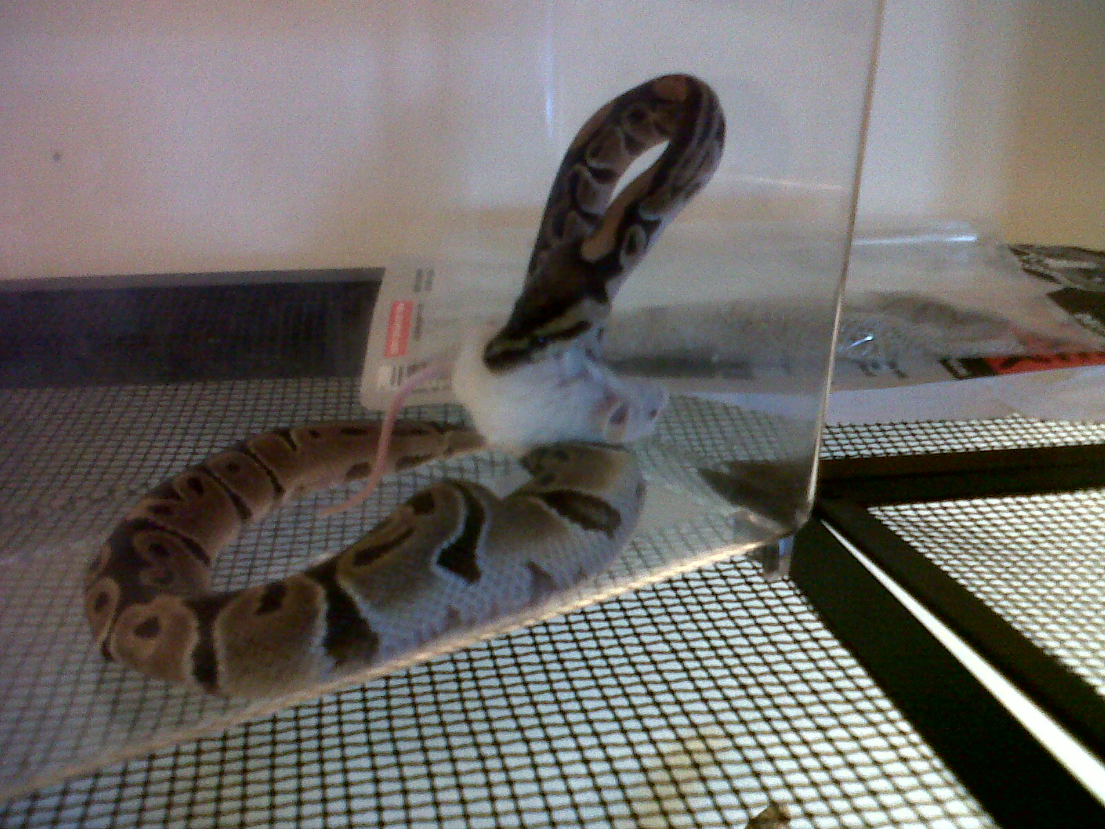 her first hopper