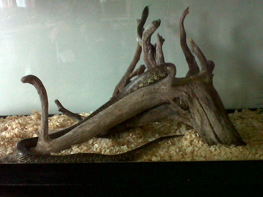 my pride and joy