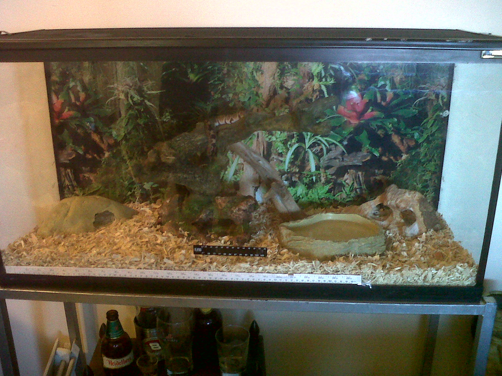 ball python setup.