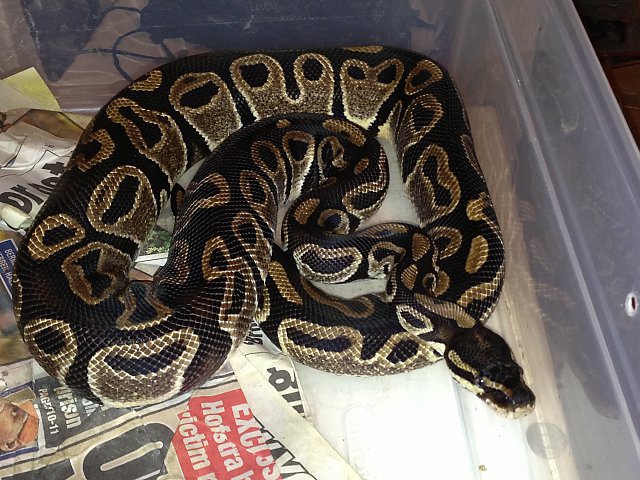 more ball python morphs