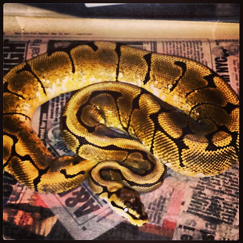 Ball Python Morphs