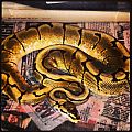 Ball Python Morphs