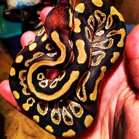 Ball Python Morphs