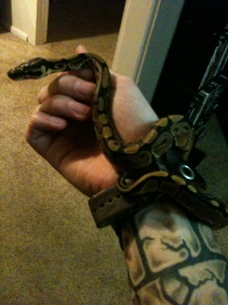 Lazy Snake