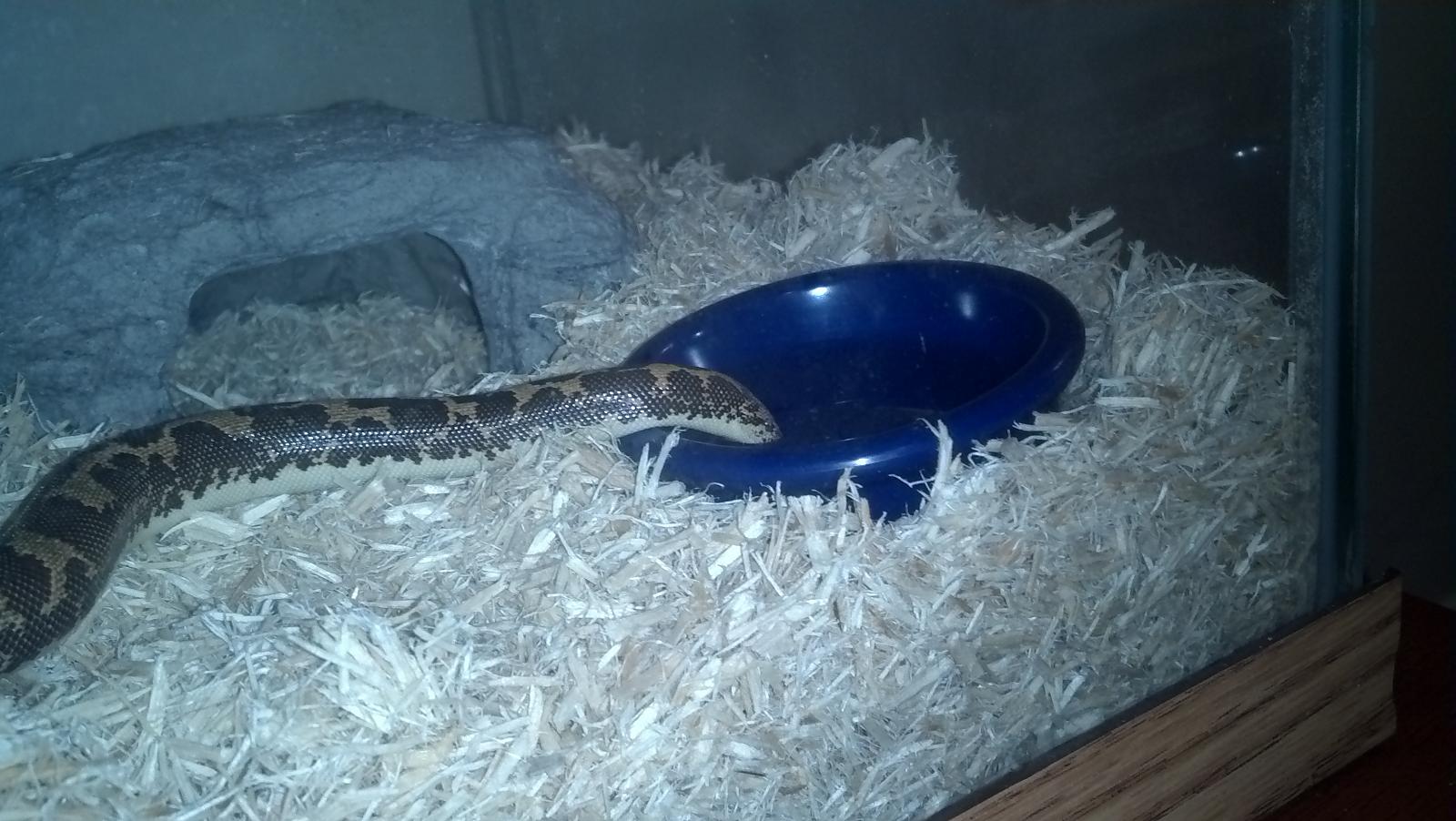 Kenyan Sand Boa