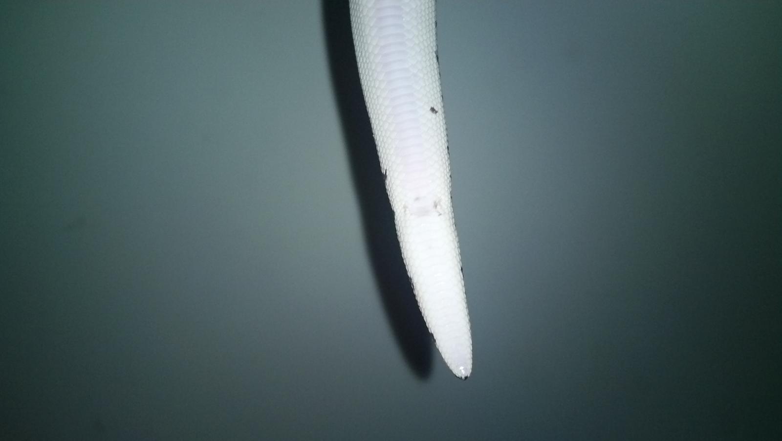 Kenyan Sand Boa