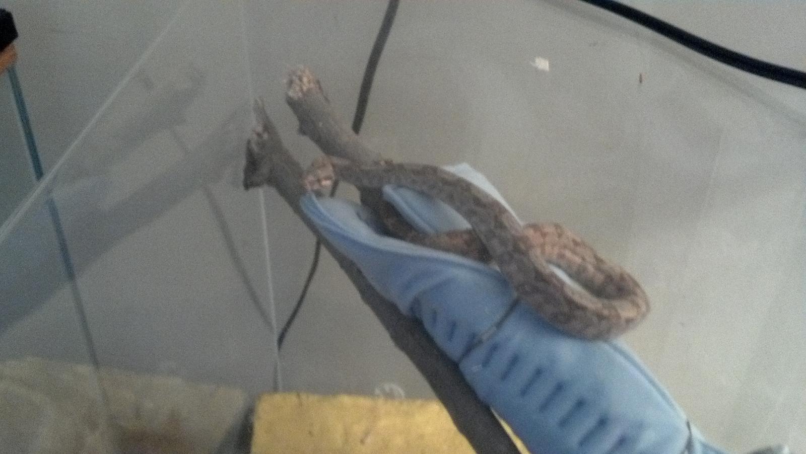 heat pad branch