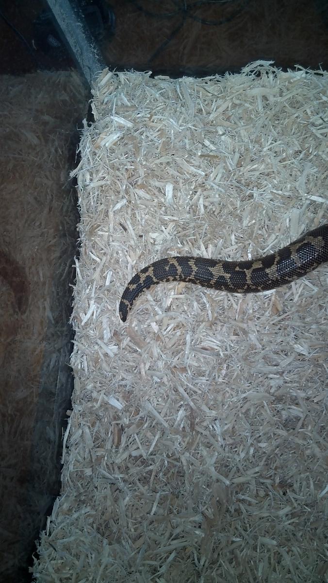 Kenyan Sand Boa