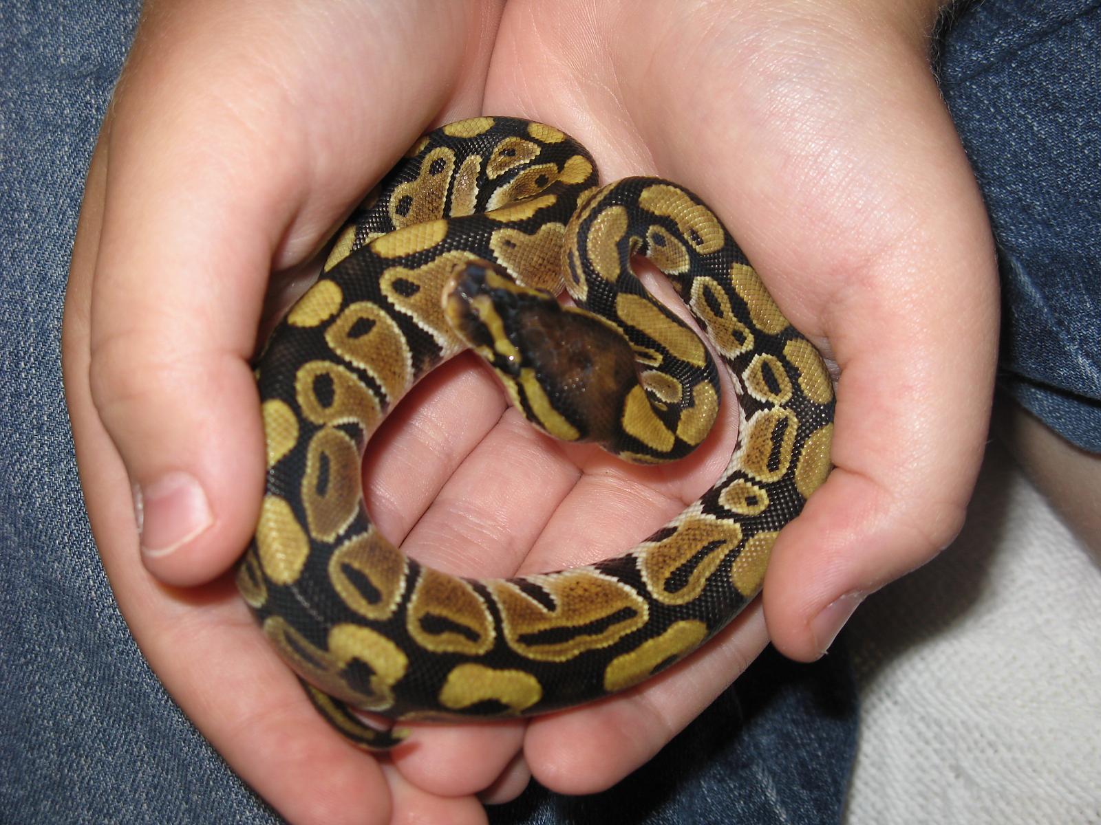 Athena