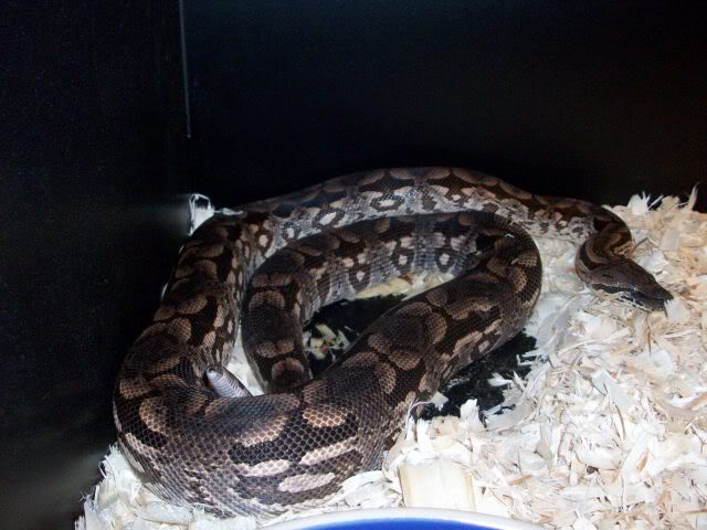 Dumerils Boa