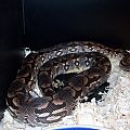 Dumerils Boa