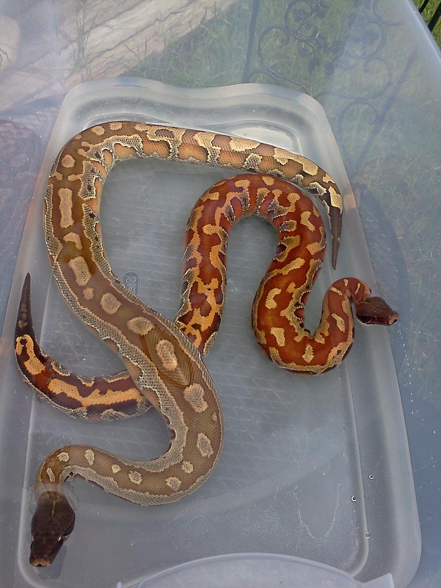 Rorschach and Diablo