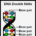 double helix-with base pairs