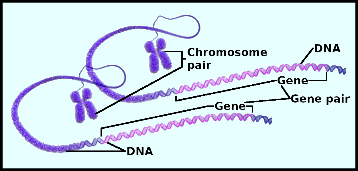 x-shaped chromosomes with DNA