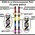 rod-shaped chromosomes with DNA