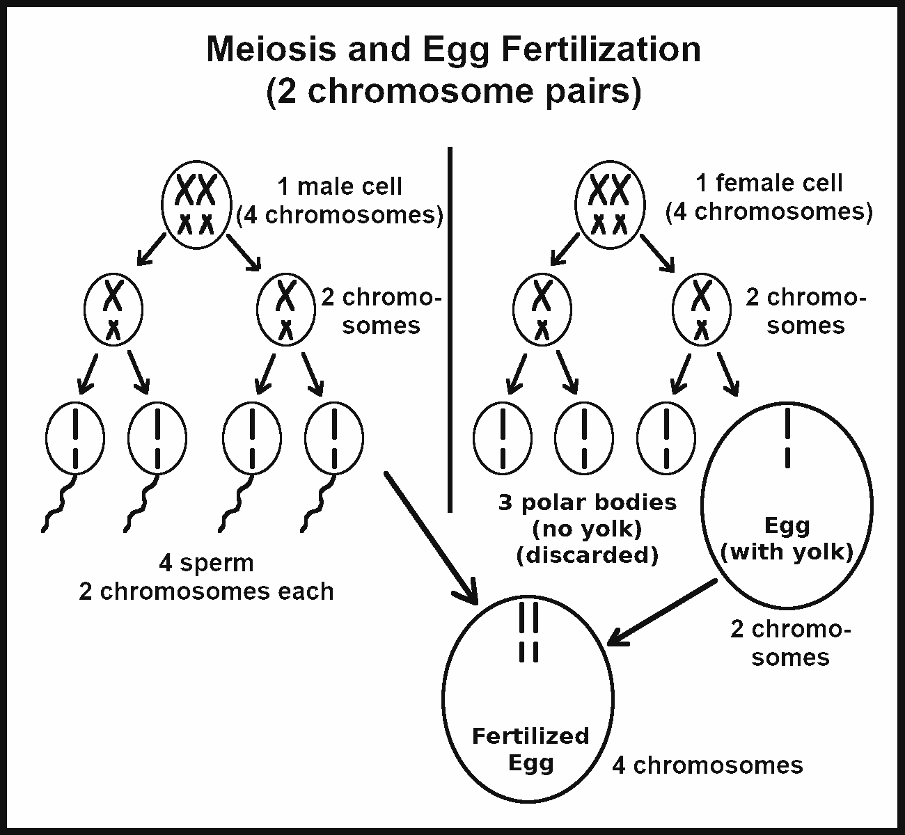 Meiosis &amp; egg fertilization