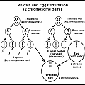 Meiosis &amp; egg fertilization
