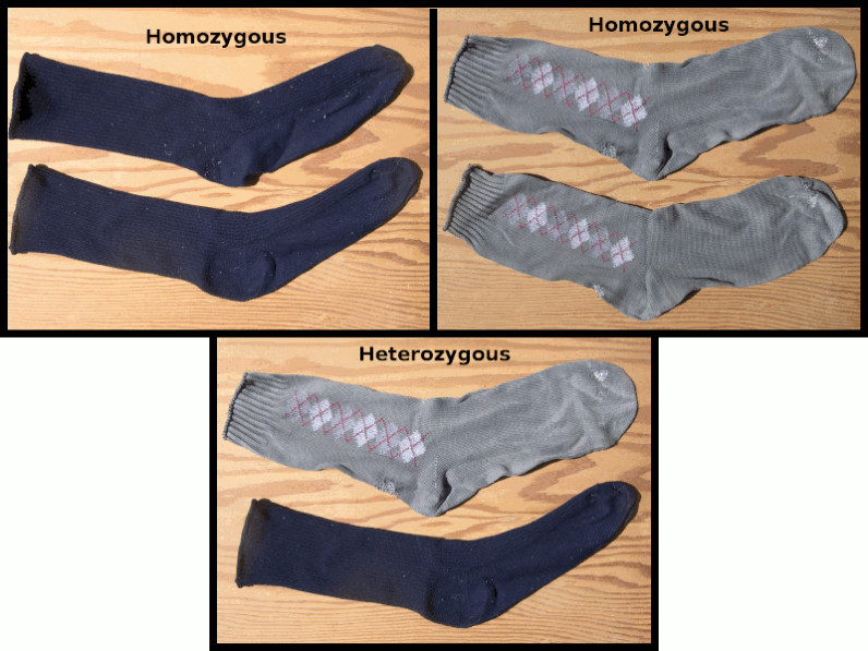 Homozygous &amp; heterozygous