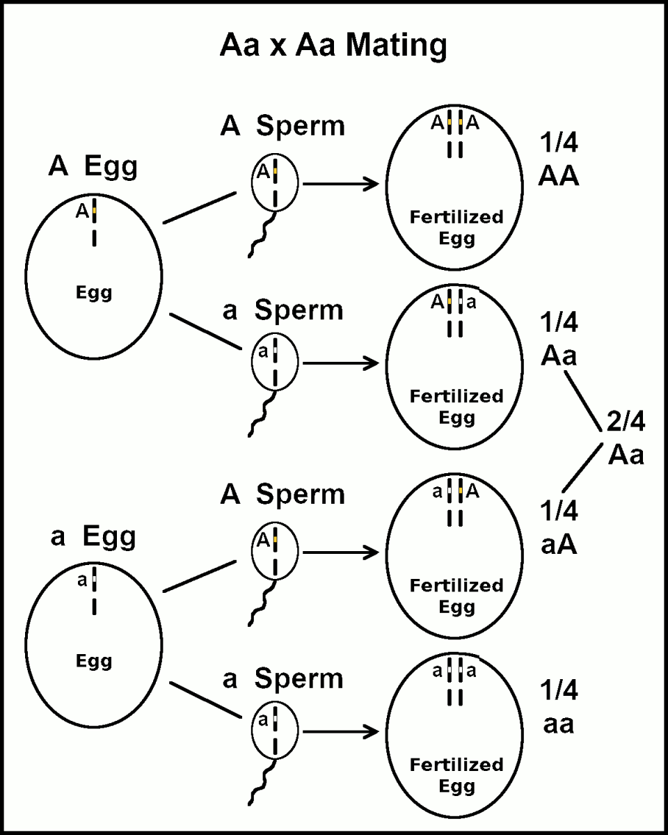 Aa x Aa mating-arrow format