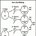 Aa x Aa mating-arrow format