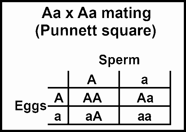 Aa x Aa mating-Punnett square