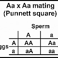 Aa x Aa mating-Punnett square