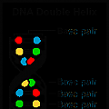 double helix-3