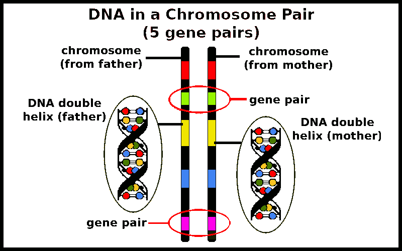chrosomesome pair and gene pairs