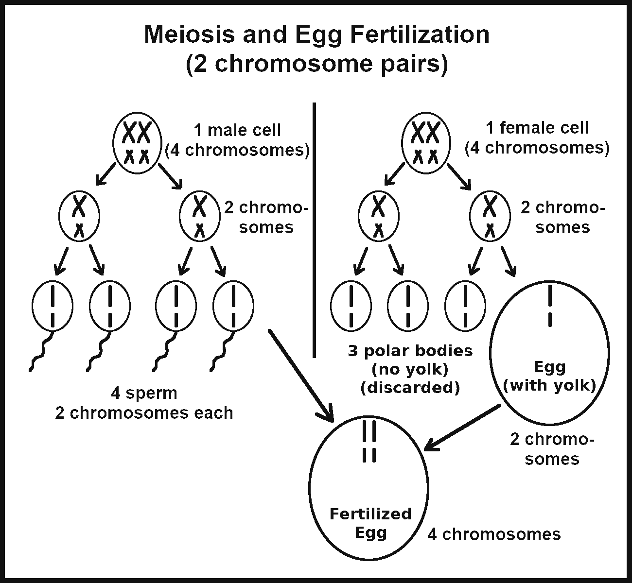 meiosis and egg fertilization