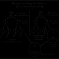 meiosis and egg fertilization