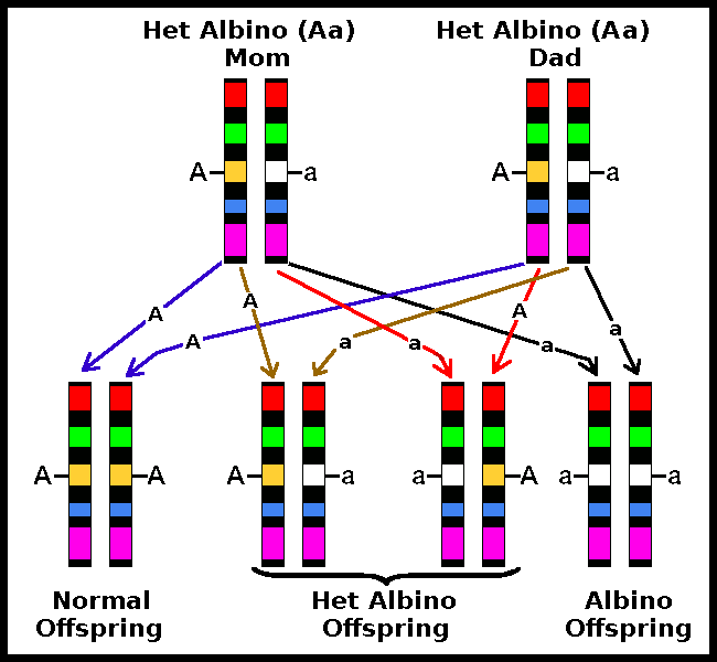 arrow diagram for fertilizing an egg-2