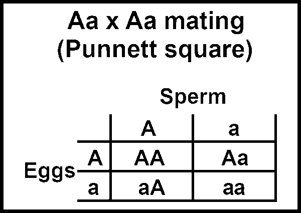 Punnett square for Aa x Aa mating