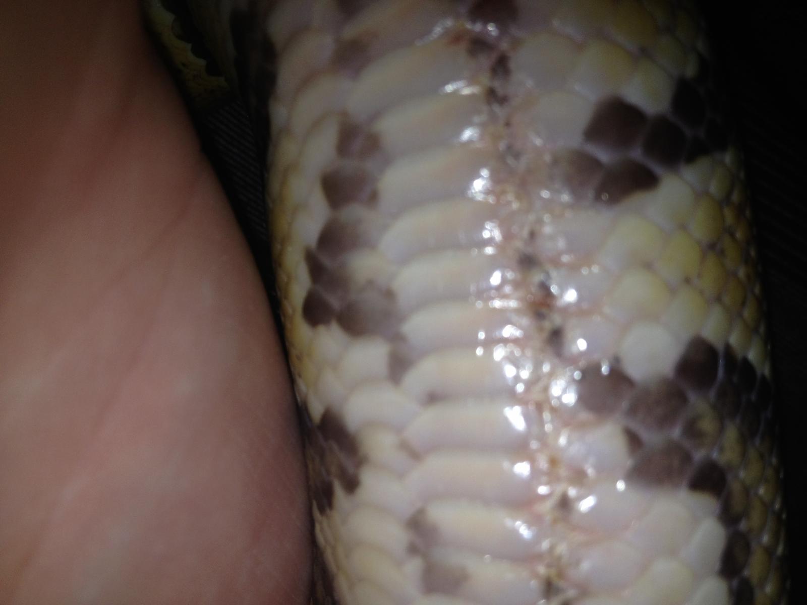 scales not overlapping right?