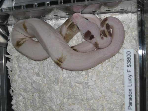 sweet snake at reptile show