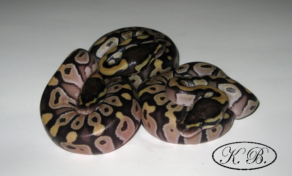 3 of the mojaves I hatched this year (2011)