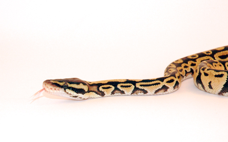 Pastel Male closup