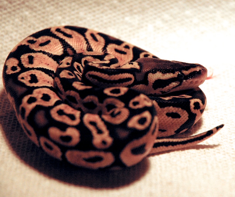 Pastel (male)