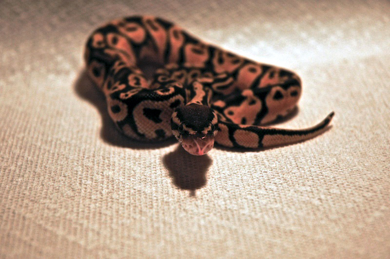 Pastel (male)