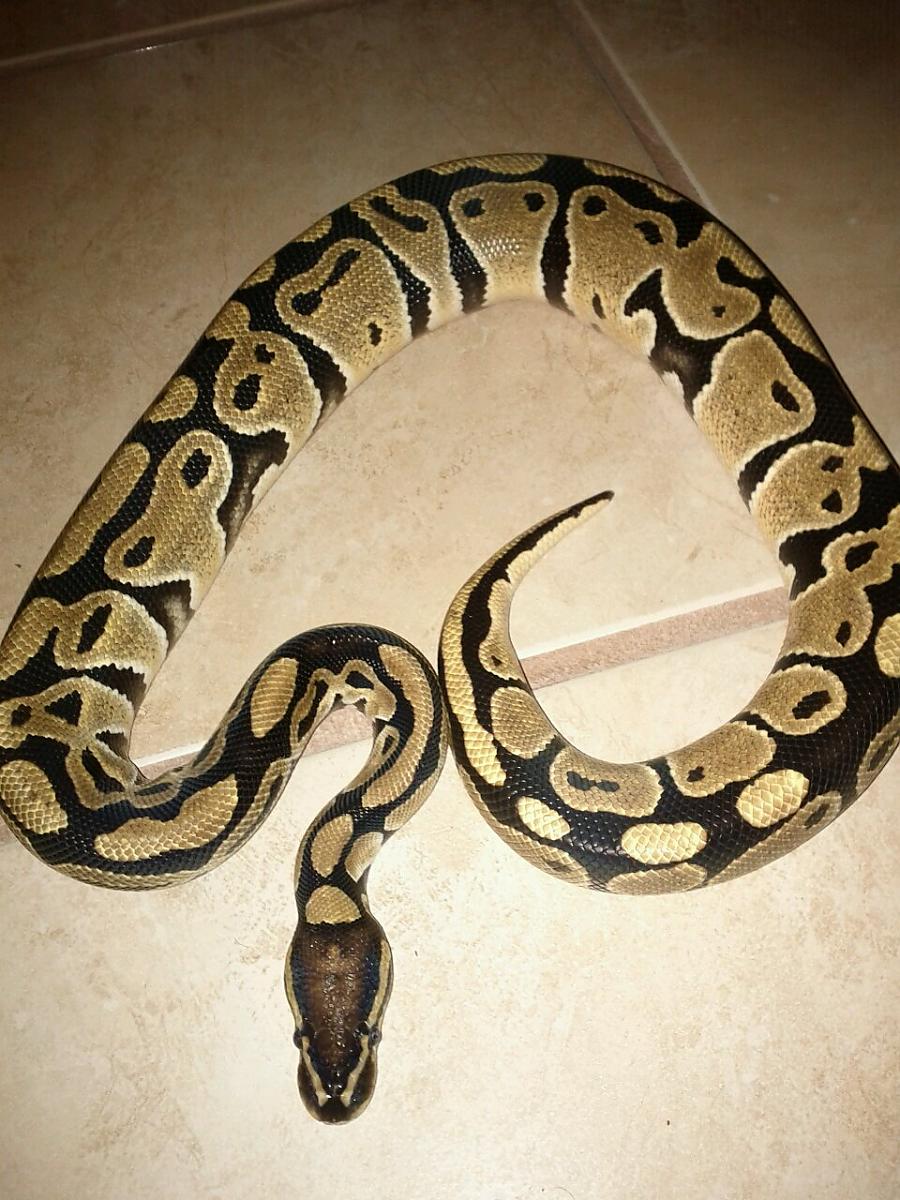 After a fresh shed 
