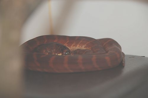 Boelens Python (morelia Boeleni)