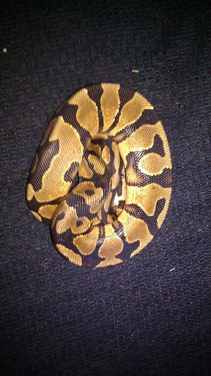 Yellowbelly male 345g