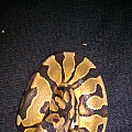 Yellowbelly male 345g