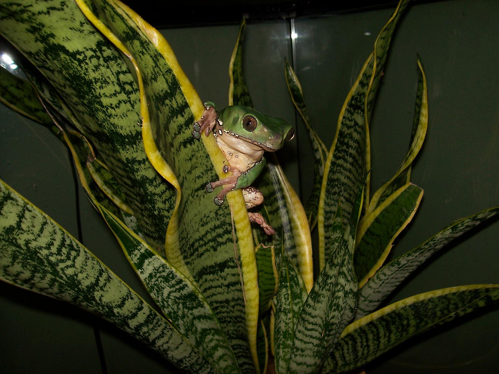 Costeau (P. Bicolor)