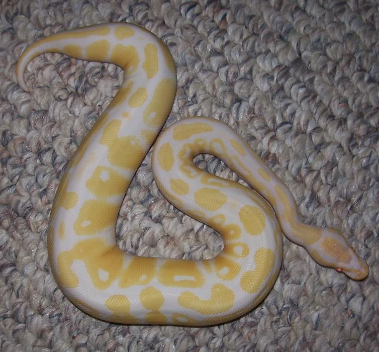 Albino male