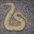 Albino male