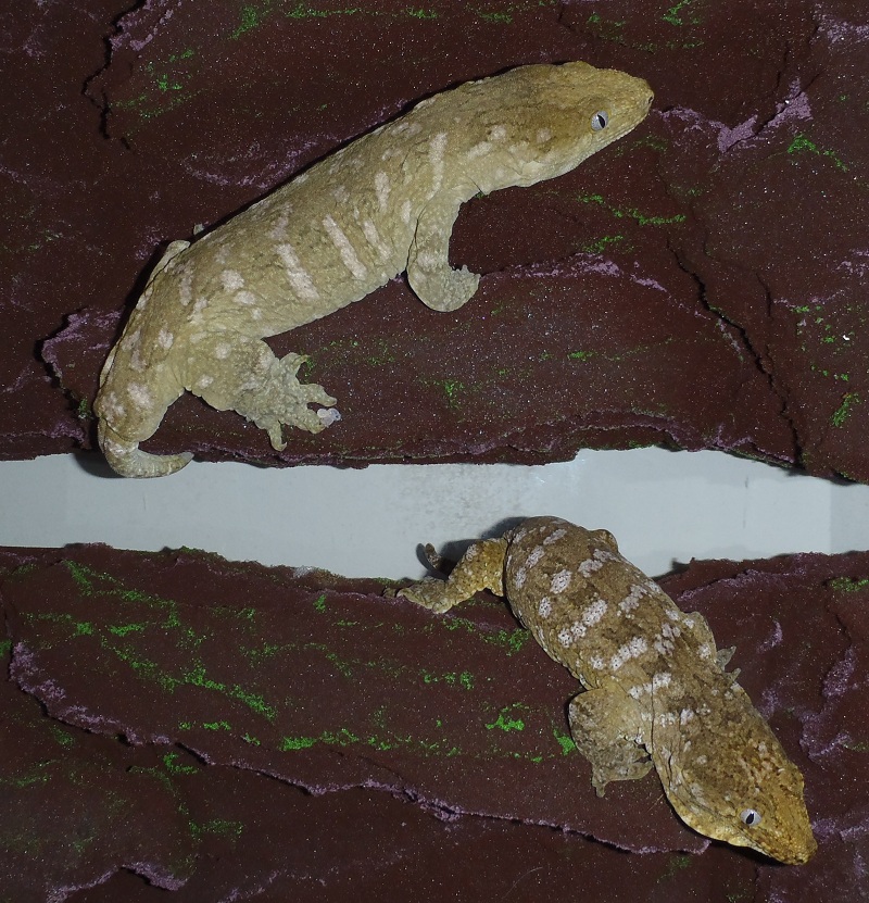 Nuu Ana Leachies