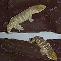 Nuu Ana Leachies